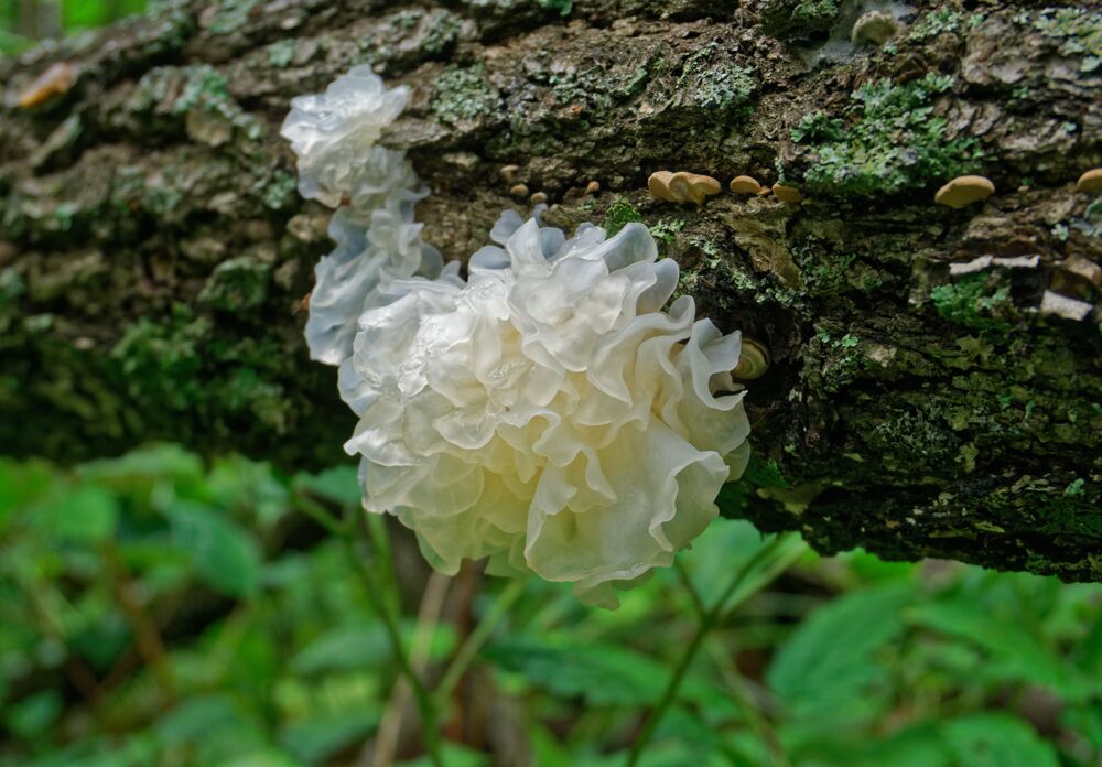 Snow Mushroom Vs. Other Ingredients: Which is Better? Ultimate Guide